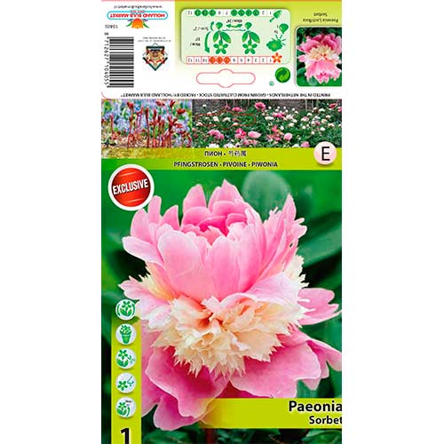 Bazsarózsa Sorbet termék fotó 1 Bazsarózsa Sorbet kép 1 termék 76340