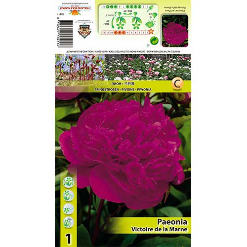 Bazsarózsa Victoire de La Marne kép 1 termék 70445