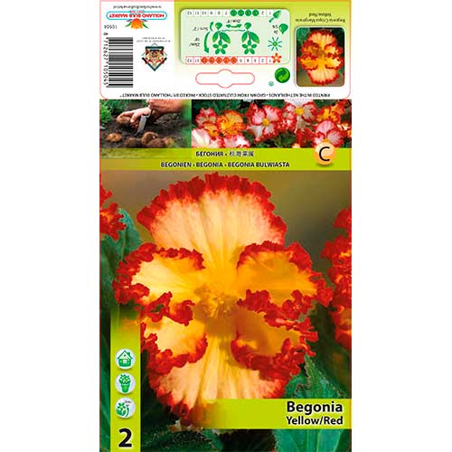 Begónia (Crispa Marginata) Yellow/Red kép 1 termék 76184