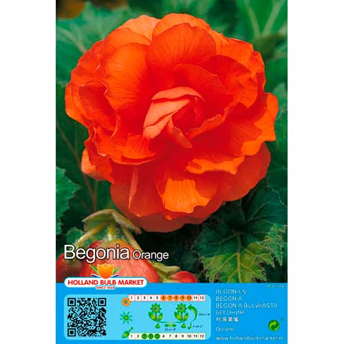 Begónia Double Orange termék fotó 1 Begónia Double Orange kép 1 termék 76381