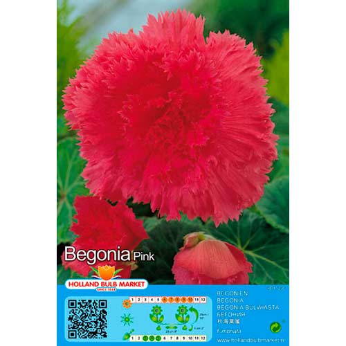 Begónia Double Pink termék fotó 1 Begónia Double Pink kép 1 termék 76382