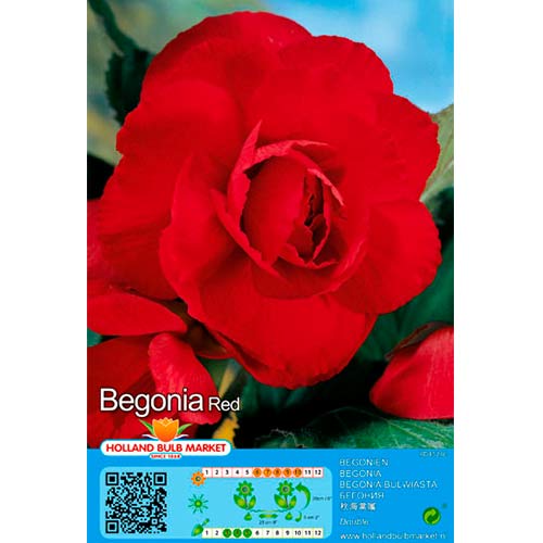 Begónia Double Red termék fotó 1 Begónia Double Red kép 1 termék 70461