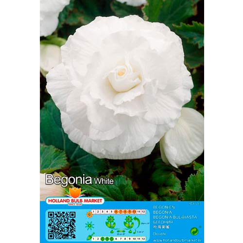 Begónia Double White termék fotó 1 Begónia Double White kép 1 termék 76384
