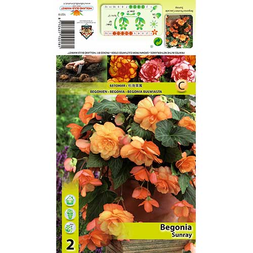 Begónia Picotee Cascade Sunray termék fotó 1 Begónia Picotee Cascade Sunray kép 1 termék 70355