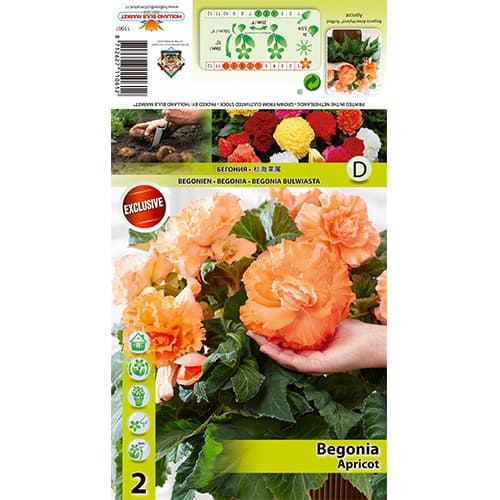 Begónia Ruffled Apricot kép 1 termék 70358