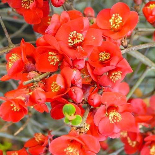 Birsalma Crimson And Gold termék fotó 1 Birsalma Crimson And Gold kép 1 termék 9202