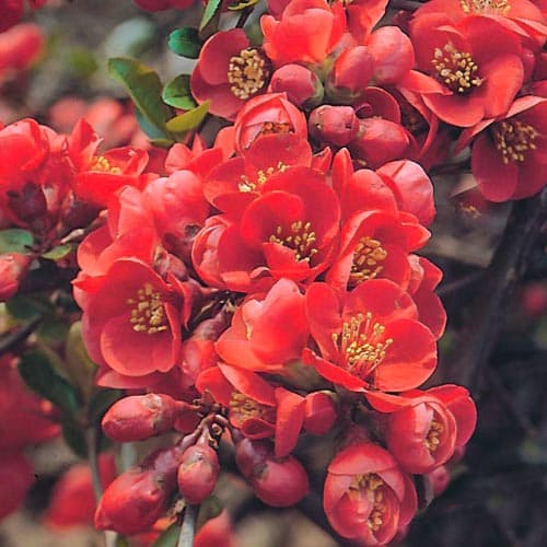 Birsalma japán Fire dance kép 1 termék 9176