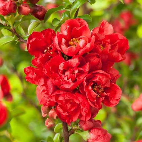 Birsalma japán Red joy kép 1 termék 9203