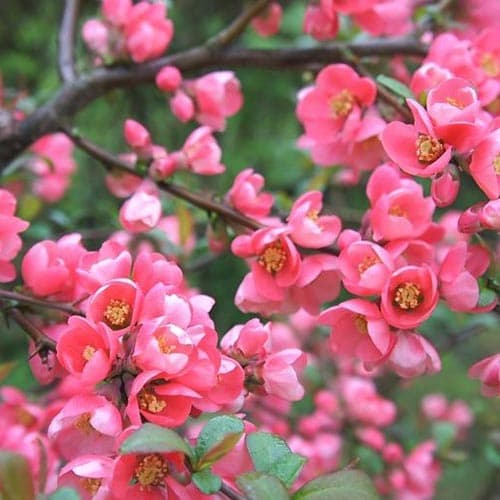 Birsalma Pink Queen kép 1 termék 9289