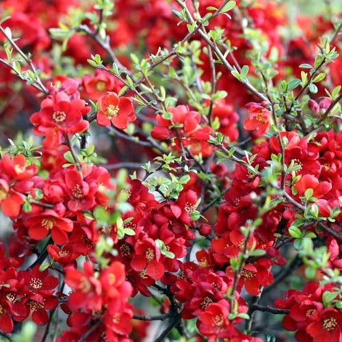 Birsalma Sargentii, P9 kép 1 termék 1576