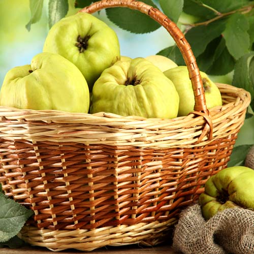 Birsalma Smyrni termék fotó 1 Birsalma Smyrni kép 1 termék 6943