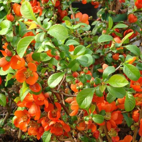 Birsalma superba Clementine kép 1 termék 9288