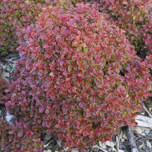 Borbolya japán Admiration PBR, C2 kép 1 termék 8505