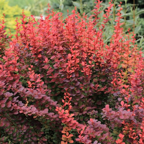 Borbolya japán Atropurpurea kép 1 termék 5645