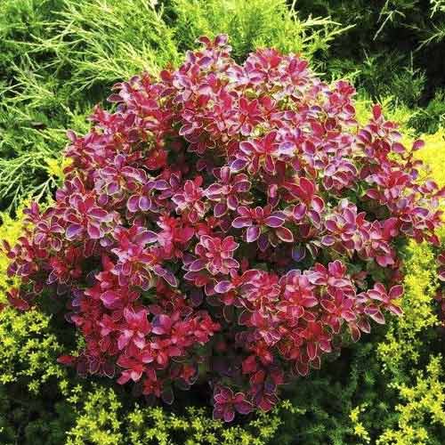 Borbolya japán Coral PBR, C2 kép 1 termék 8506