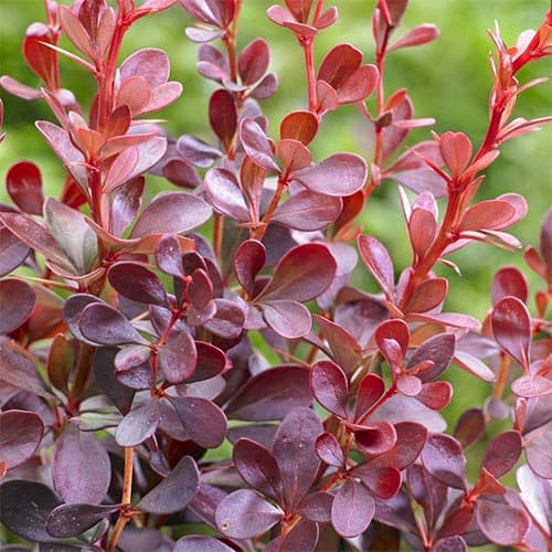 Borbolya japán Dart's Red Lady, P9 kép 1 termék 9001