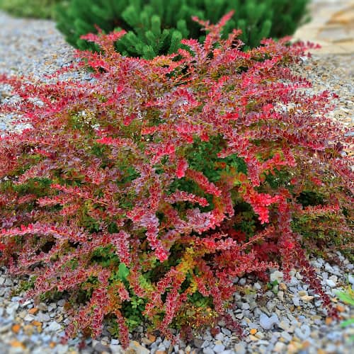 Borbolya japán Golden Ring, P9 kép 1 termék 9003