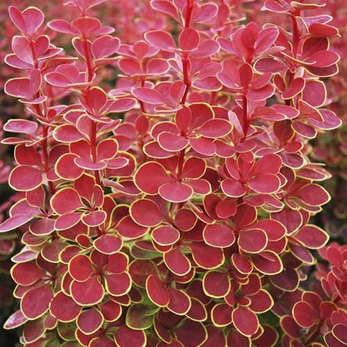 Borbolya japán Orange Sunrise PBR, C2 kép 1 termék 8507