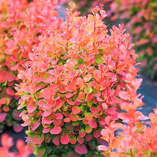 Borbolya japán Red Chief, P9 kép 1 termék 9002