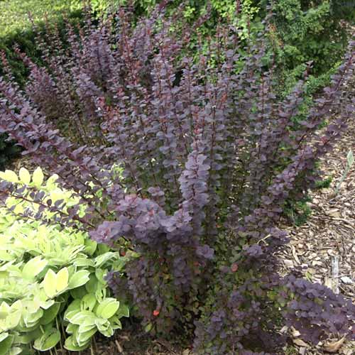 Borbolya japán Summer Chocolate PBR, C2 kép 1 termék 8508