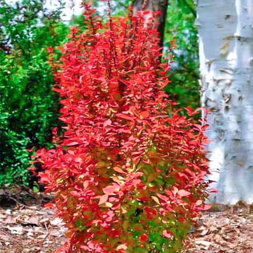 Borbolya Orange Rocket kép 1 termék 5587