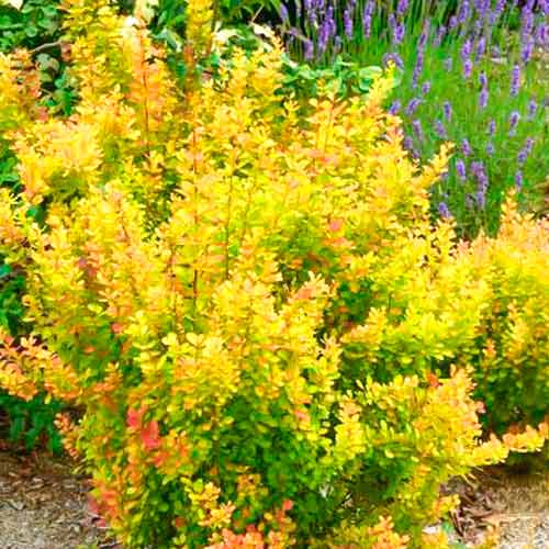 Borbolya Orange Torch kép 1 termék 5588