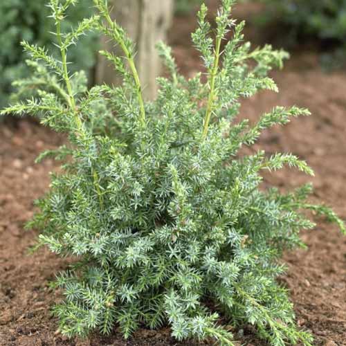 Boróka kúszó Blue Alps, C2 kép 1 termék 7745