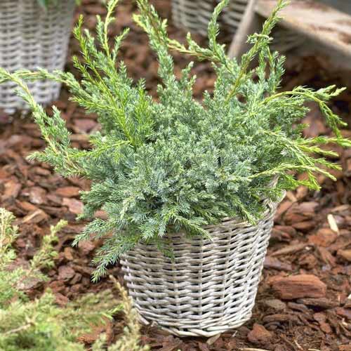 Boróka kúszó Blue Carpet, C2 termék fotó 1 Boróka kúszó Blue Carpet, C2 kép 1 termék 7743