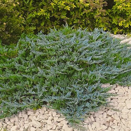 Boróka kúszó Blue Chip, Р9 kép 1 termék 9434