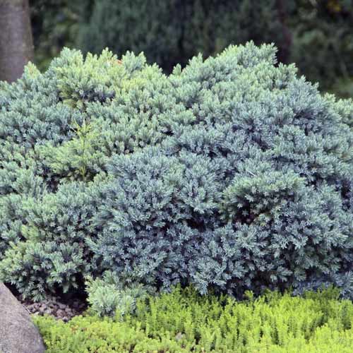 Boróka kúszó Blue Star, C2 termék fotó 1 Boróka kúszó Blue Star, C2 kép 1 termék 7744