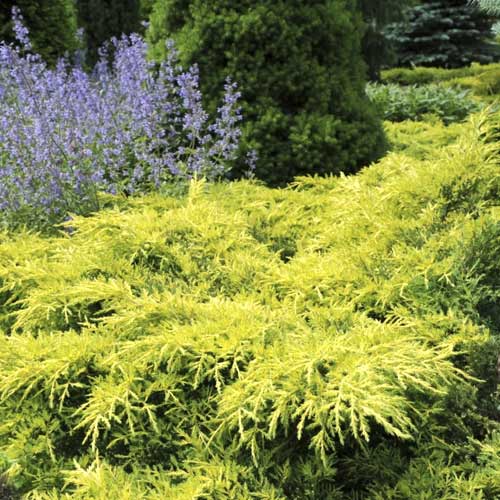 Boróka kúszó Gold Star, C2 kép 1 termék 7740