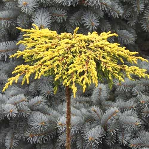 Boróka kúszó Goldschatz, C3 termék fotó 1 Boróka kúszó Goldschatz, C3 kép 1 termék 7736