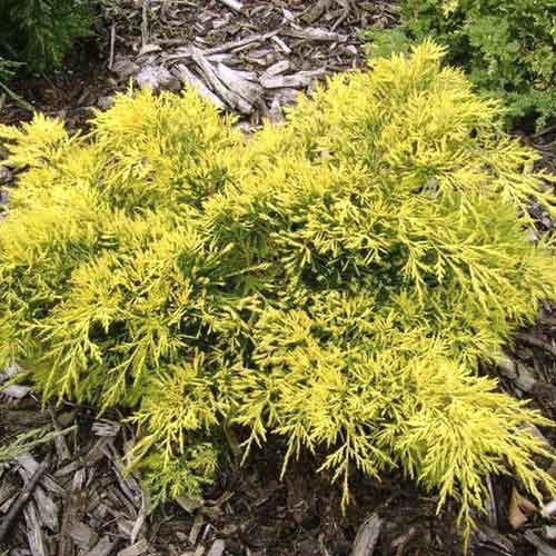 Boróka kúszó King of Spring, C3 kép 1 termék 7742