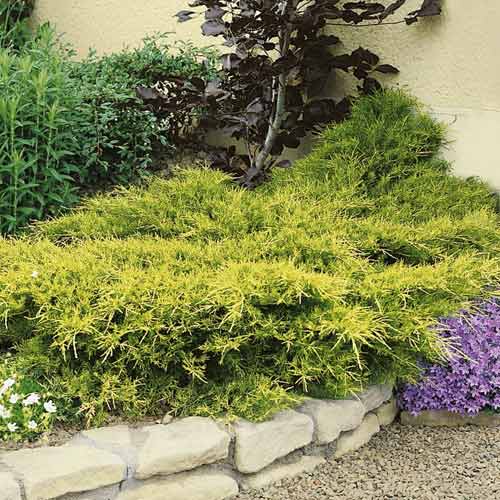 Boróka kúszó Kuriwao Gold, C3 termék fotó 1 Boróka kúszó Kuriwao Gold, C3 kép 1 termék 7734