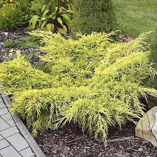 Boróka kúszó Old Gold, C3 kép 1 termék 7741