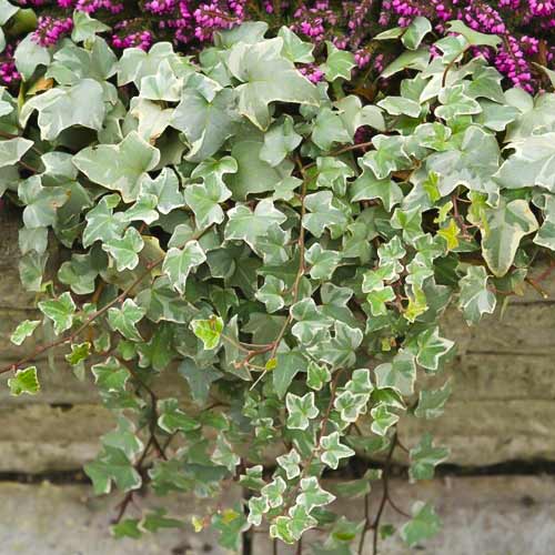 Borostyán Bialystok, C2 kép 1 termék 8217