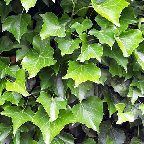 Borostyán ír, P9 kép 1 termék 9081