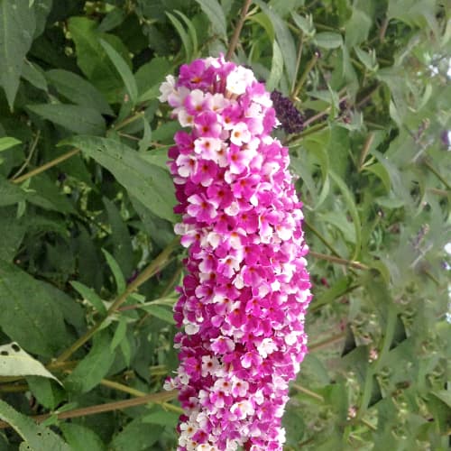 Buddleja Dawida Berries and Cream, С2 kép 1 termék 5461