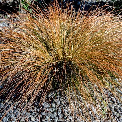 Carex Prairie Fire kép 1 termék 5869