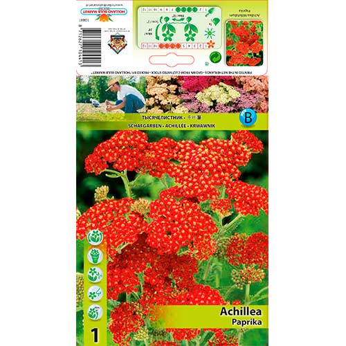Cickafark (Achillea) Paprika termék fotó 1 Cickafark (Achillea) Paprika kép 1 termék 76154