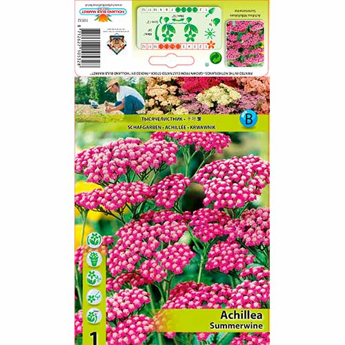 Cickafark (Achillea) Summerwine kép 1 termék 76155