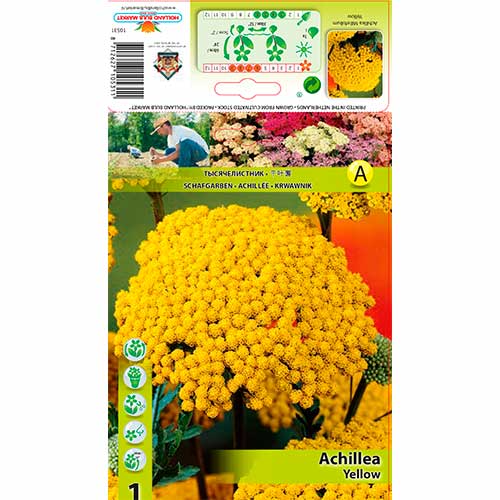 Cickafark (Achillea) Yellow kép 1 termék 76156
