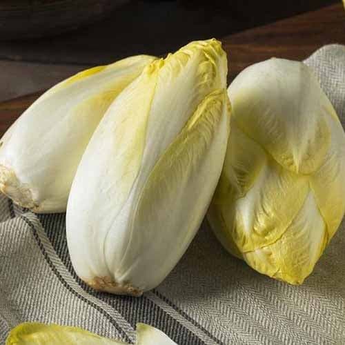 Cikória Witloof kép 1 termék 96502