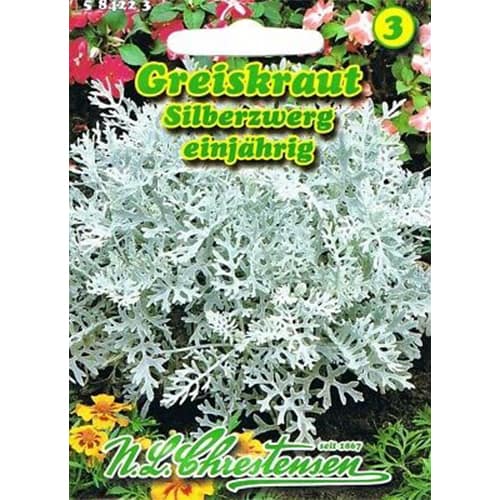 Cinerária kétszínű kép 1 termék 87817