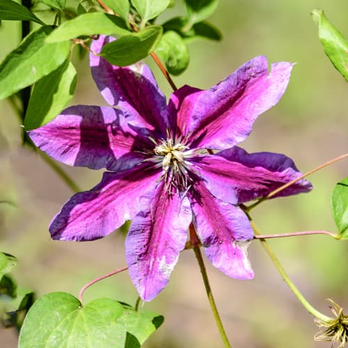Clematis Akaishi, С2 kép 1 termék 5463