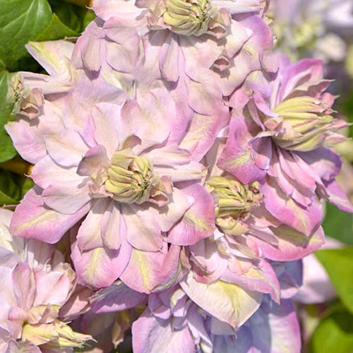 Clematis Anna's Choice, С2 kép 1 termék 5464