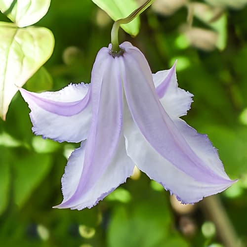 Clematis Fairy Slippers, С2 kép 1 termék 5472