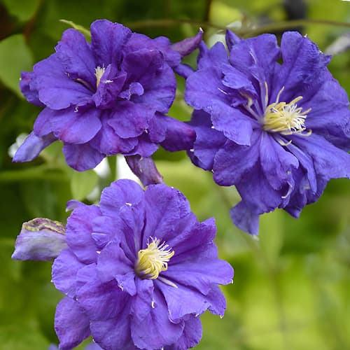 Clematis Floral Dance, С2 kép 1 termék 5473