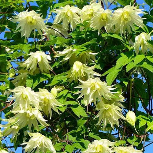 Clematis Golden Dream, С2 kép 1 termék 5474
