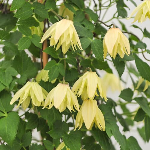 Clematis Golden Surprise, С2 kép 1 termék 5475
